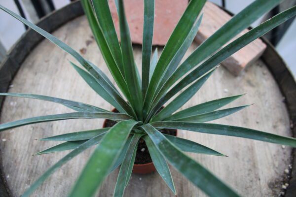 Yucca sp.