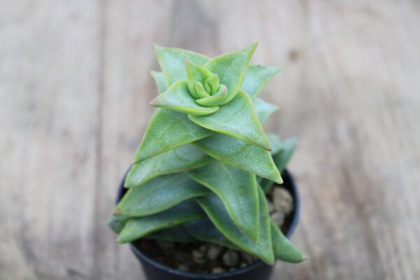 Crassula x perforata 'Clone selection'