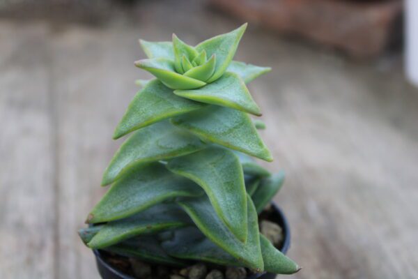 Crassula x perforata 'Clone selection' - immagine 3