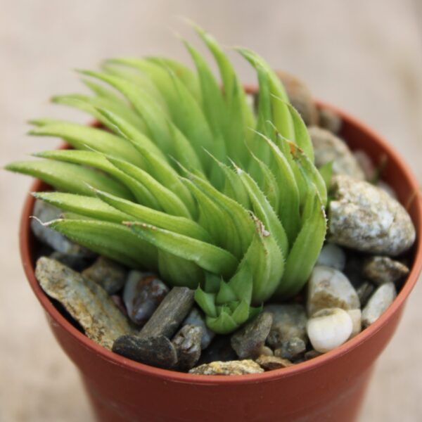 Haworthia mucronata - immagine 2