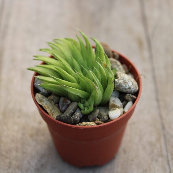 Haworthia mucronata