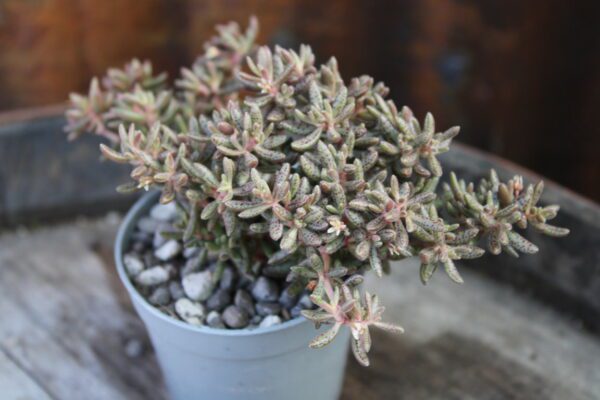 Crassula humbertii - immagine 2