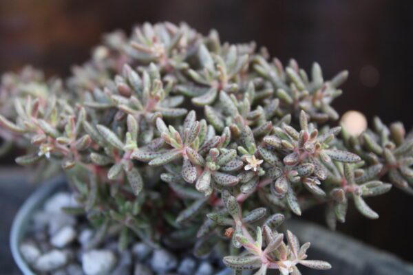 Crassula humbertii