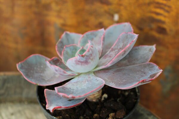 Echeveria 'Afterglow' - immagine 2