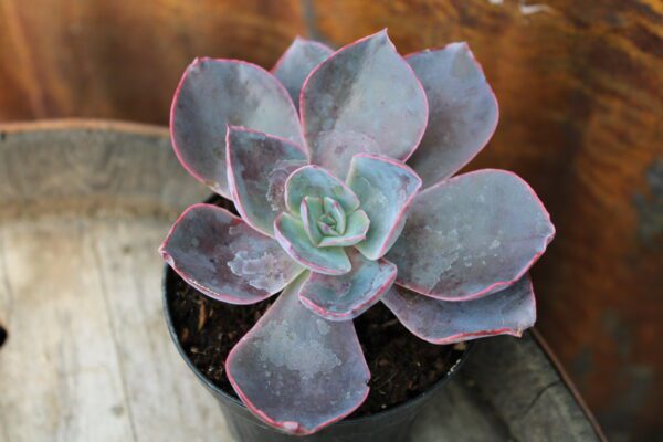 Echeveria 'Afterglow'