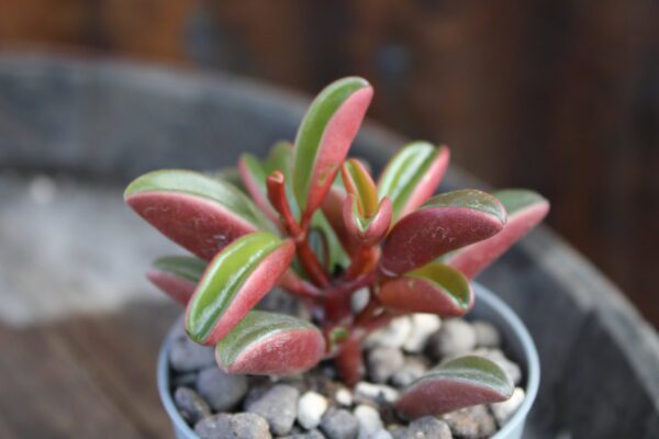 Peperomia graveolens 'Ruby Glow' - immagine 2