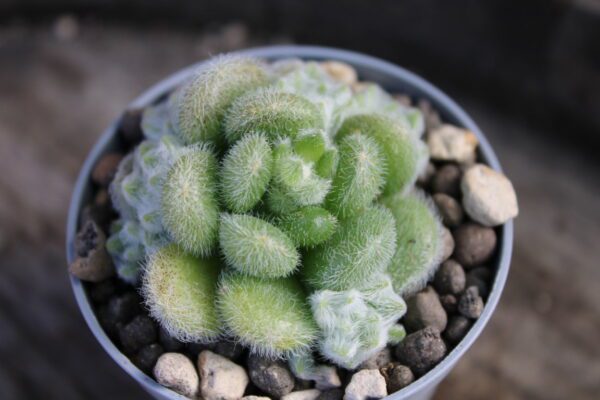 Sedum hintonii