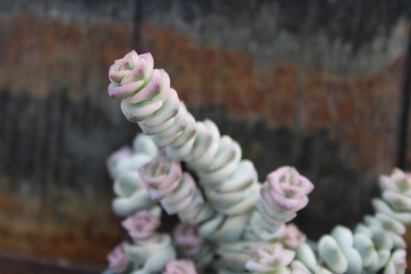 Crassula marnieriana 'Variegata'