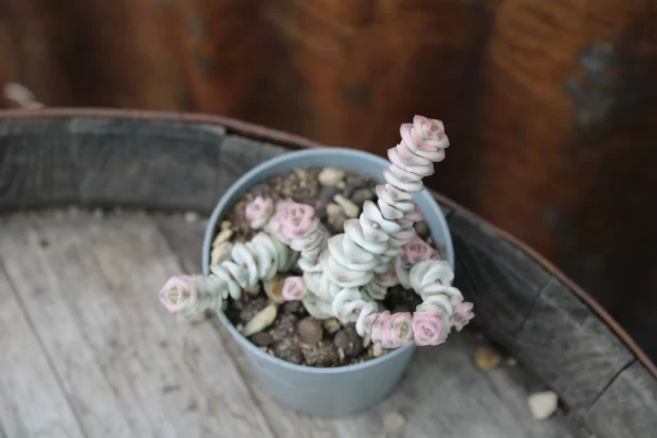 Crassula marnieriana 'Variegata' - immagine 2