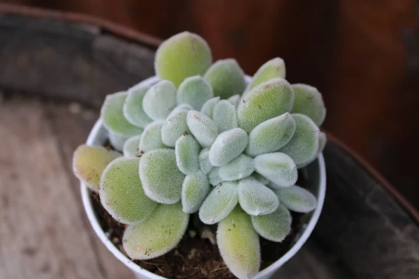 Echeveria pulvinata 'Frosty White' crestata - immagine 2