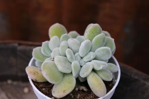 Echeveria pulvinata 'Frosty White' crestata