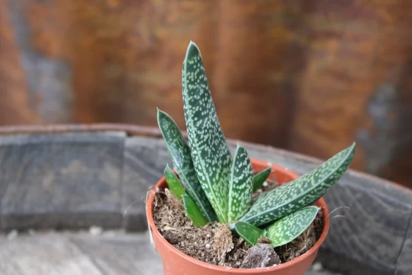 Gasteria verrucosa