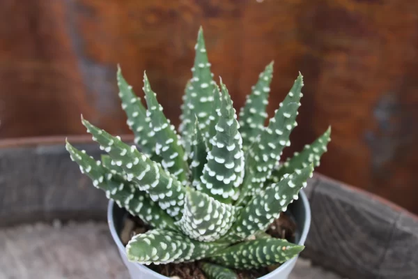 Haworthia papillosa