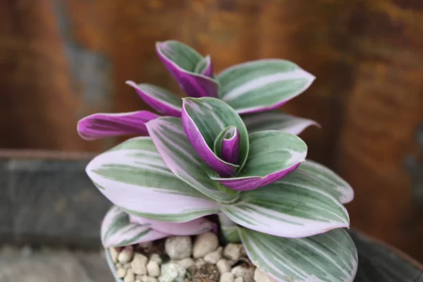 Tradescantia albiflora 'Nanouk' - immagine 2