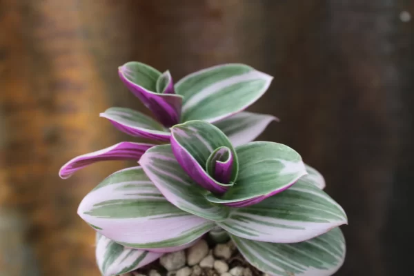 Tradescantia albiflora 'Nanouk'