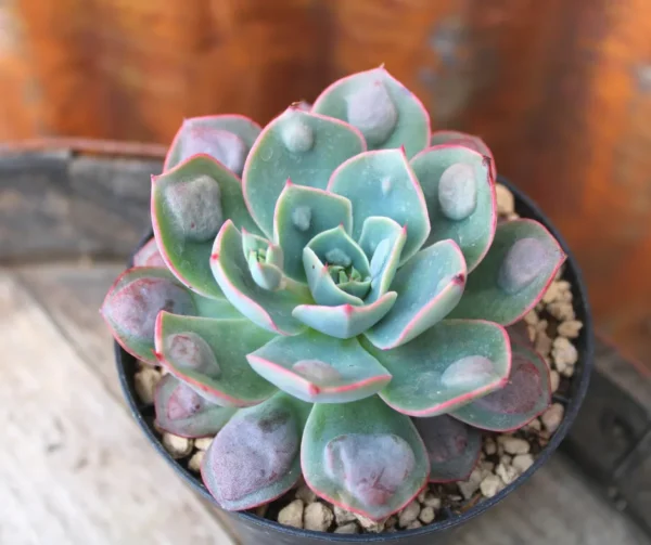 Echeveria 'Raindrops'