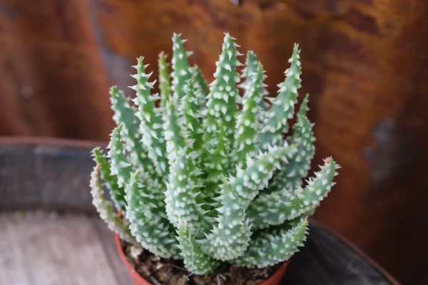 Aloe humilis x pratensis