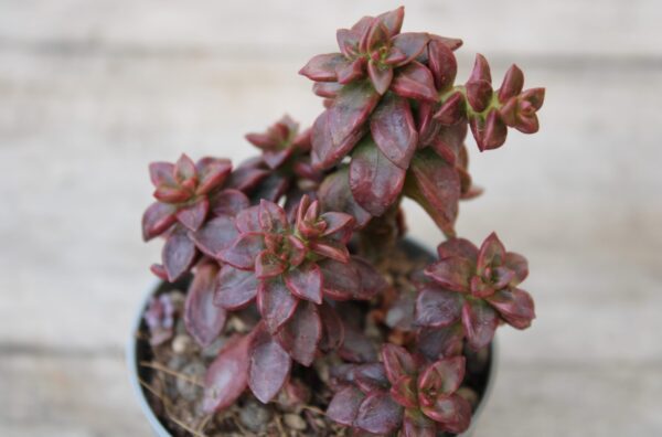 Echeveria compressicaulis