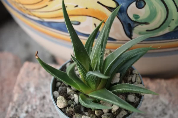 Haworthia herbacea - immagine 2