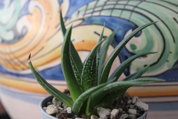 Haworthia herbacea