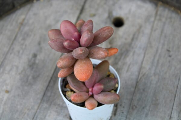 Pachyphytum fittkaui - immagine 2