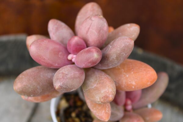 Pachyphytum fittkaui