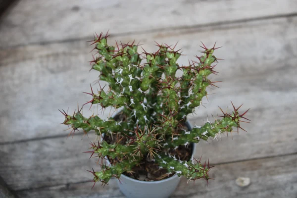 Euphorbia lenewtonii - immagine 2