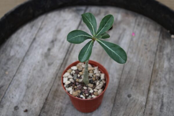 Adenium obesum (Rosa del deserto) - immagine 2