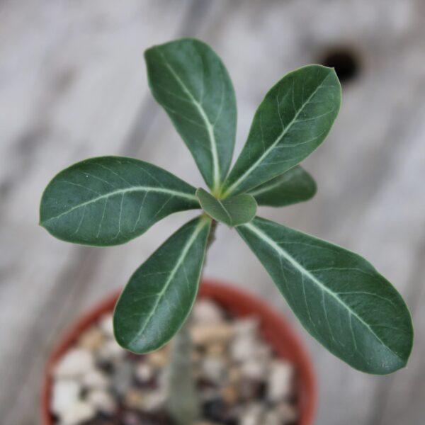 Adenium obesum (Rosa del deserto)