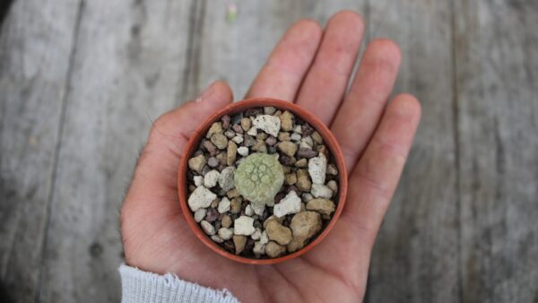 Pseudolithos migiurtinus - immagine 3