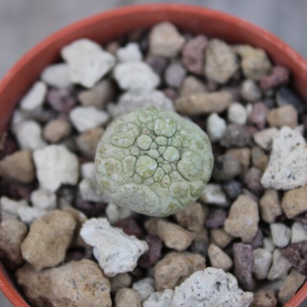 Pseudolithos migiurtinus