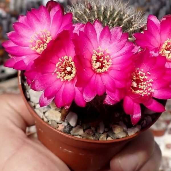 Sulcorebutia totorensis