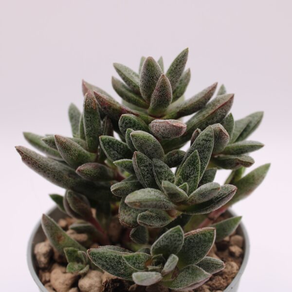 Crassula 'Justus Corderoy'