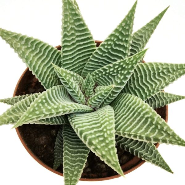 Haworthia limifolia 'Spider white'