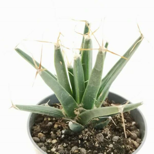 Leuchtenbergia principis