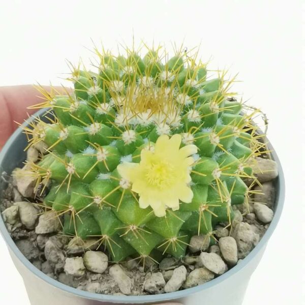 Mammillaria marksiana