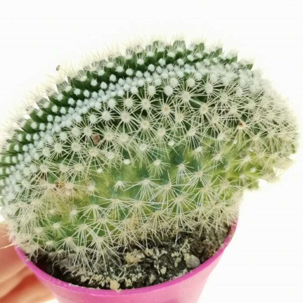 Mammillaria spinosissima subs. pilcayensis f. crestata - immagine 2