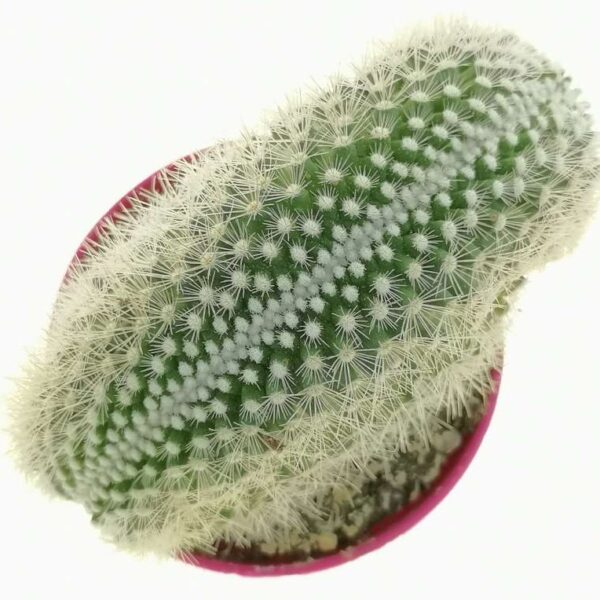 Mammillaria spinosissima subs. pilcayensis f. crestata