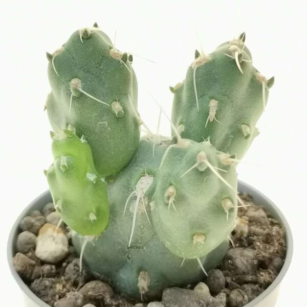 Tephrocactus neuquensis