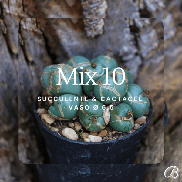 Mix 10 Succulente & Cactacee Vaso Ø 6,5