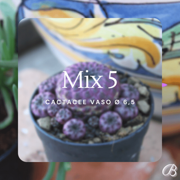 Mix 5 Cactacee Vaso Ø 6,5