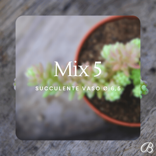 Mix 5 Succulente Vaso Ø 6,5