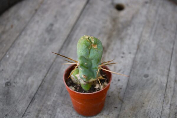 Trichocereus bridgesii f. mostruosa