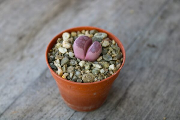 Lithops optica var. rubra