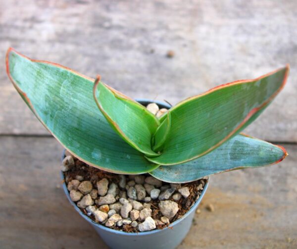 Aloe reynoldsii