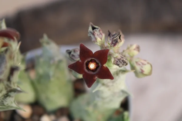 Caralluma hesperidum