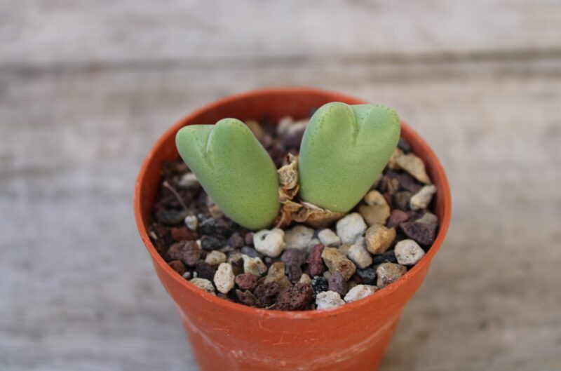 Conophytum bilobum 'Betty' - immagine 2