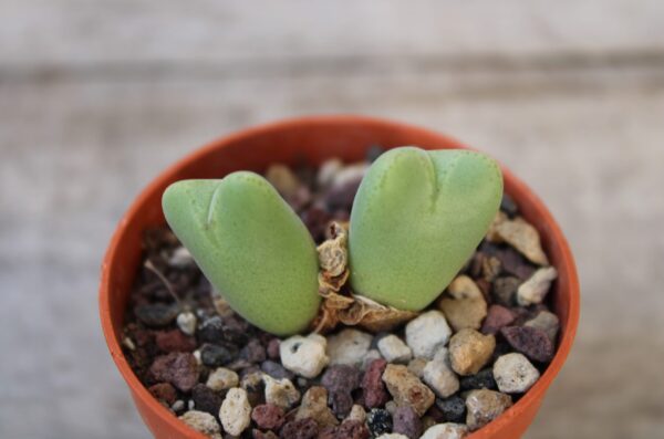 Conophytum bilobum 'Betty'