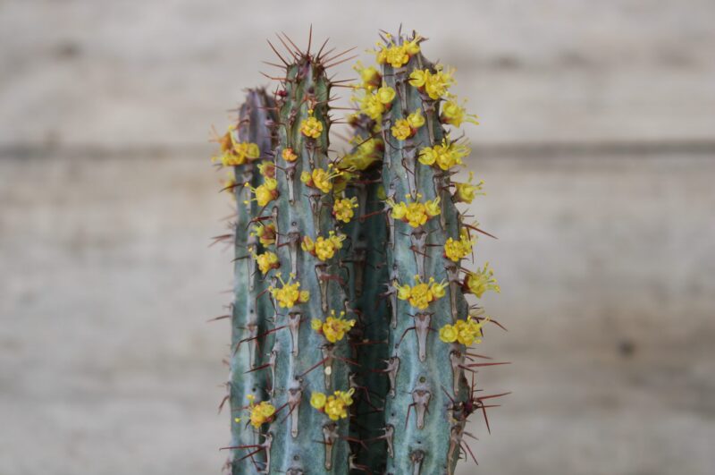 Euphorbia louwii