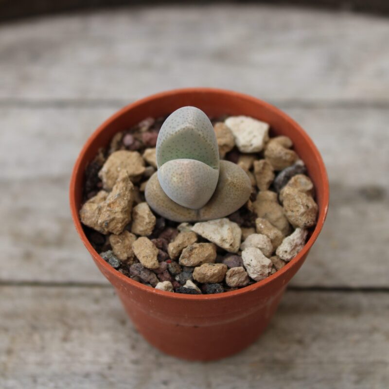 Dinteranthus microspermus ssp. puberulus